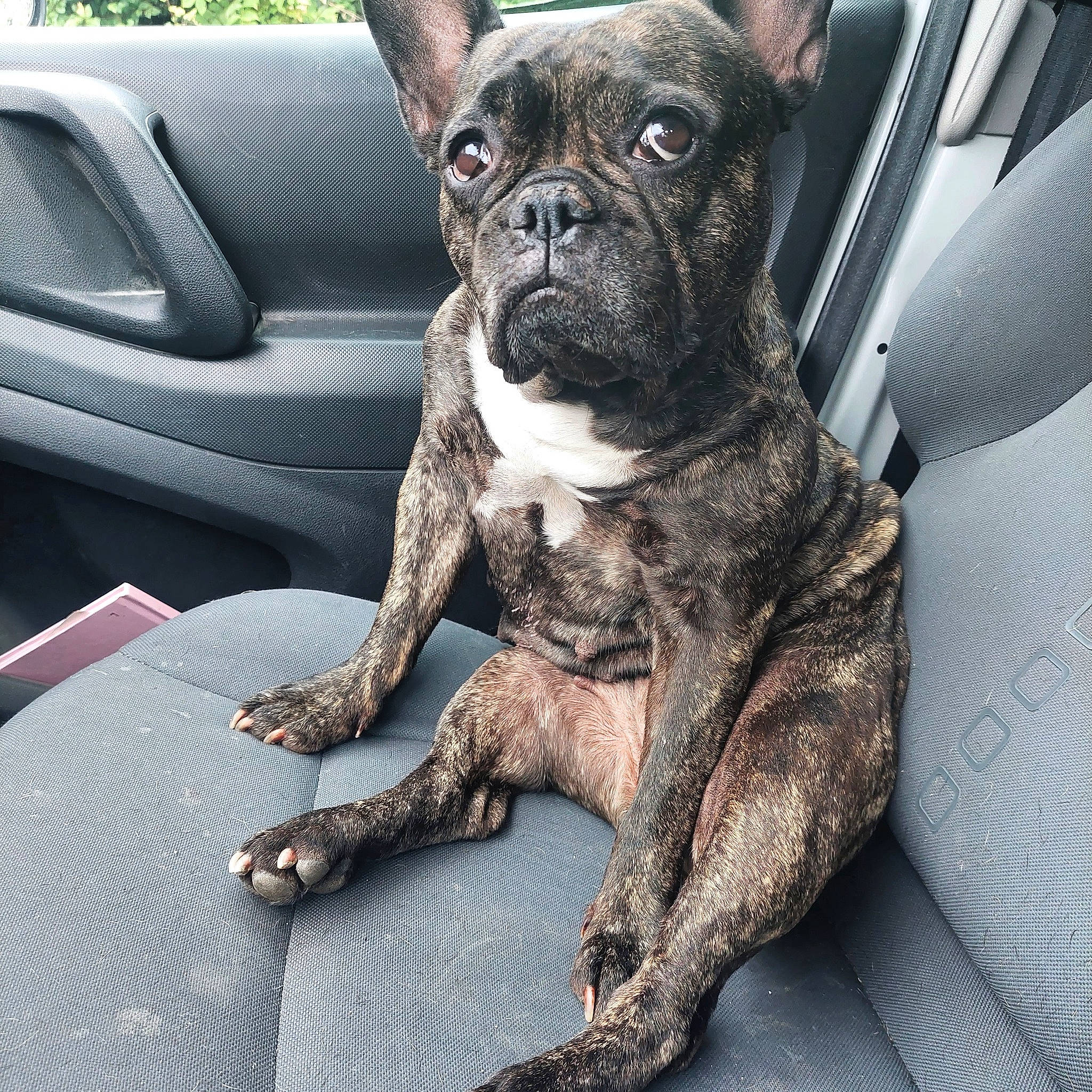 Lila participe au concours pour gagner de l'argent avec cette photo : auto_part, automotive_tire, car, carnivore, collar, comfort, companion_dog, dog, dog_breed, dog_collar, fawn, fur, motor_vehicle, snout, sporting_group, vehicle, whiskers, window, working_animal, wrinkle