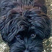 Jak is registered to the contest to win money with this photo: animal, black_dog, canine, close_up, companion, curious, cute, dog, fluffy, friendly, fur, ground, looking_up, mammal, nose, outdoor, pet, portrait, texture, whiskers