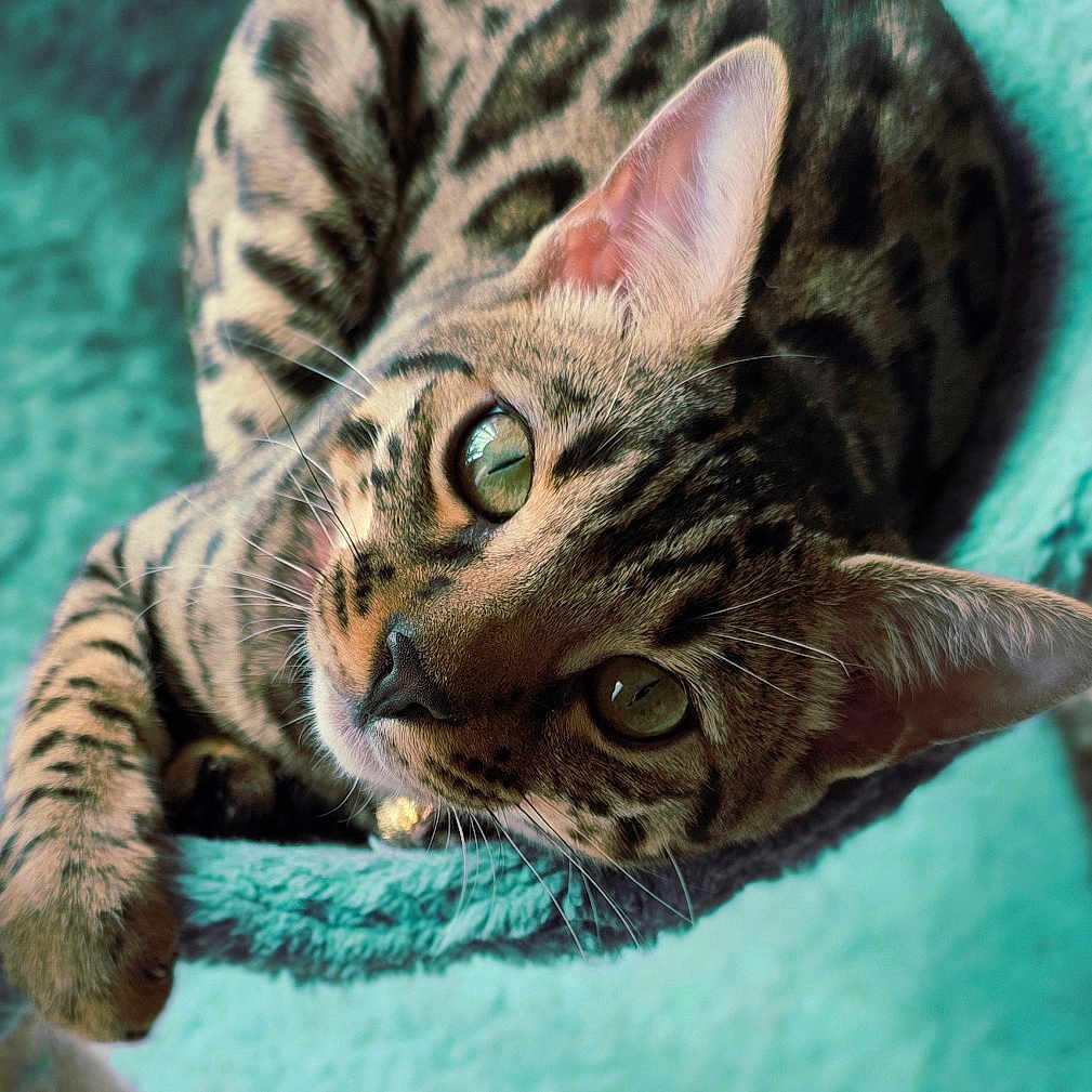 Grace is registered to the contest to win money with this photo: bengal_cat, cat, feline, pet, indoor, cat_tree, teal, fur, whiskers, ears, eyes, relaxed, animal, cute, mammal, domestic_cat, looking_up, resting, cozy, playful