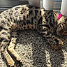 Grace is registered to the contest to win money with this photo: cat, sleeping, spotted, pink_collar, carpet, sunlight, shadow, vertical_blinds, indoor, pet, resting, striped_shadows, feline, cozy, relaxed, animal, mammal, domestic, quiet, warm