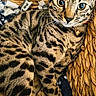 Grace is registered to the contest to win money with this photo: cat, basket, feline, animal, pet, spotted, tabby, ears, whiskers, eyes, fur, resting, cozy, woven, texture, indoor, closeup, cute, collar, relaxed