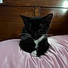 Galleta is registered to the contest to win money with this photo: cat, tuxedo_cat, black_cat, white_paws, whiskers, pink_pillow, satin, bedroom, wooden_headboard, indoor, pet, animal, feline, resting, cute, small, fur, domestic_cat, closeup, quiet