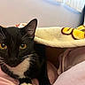 Galleta joined the competition — help win amazing prizes! cat, tuxedo_cat, black_and_white, pet, animal, whiskers, yellow_eyes, blanket, cozy, indoor, resting, fur, cute, close_up, soft_texture, domestic_cat, curious, relaxed, pink_fabric, home