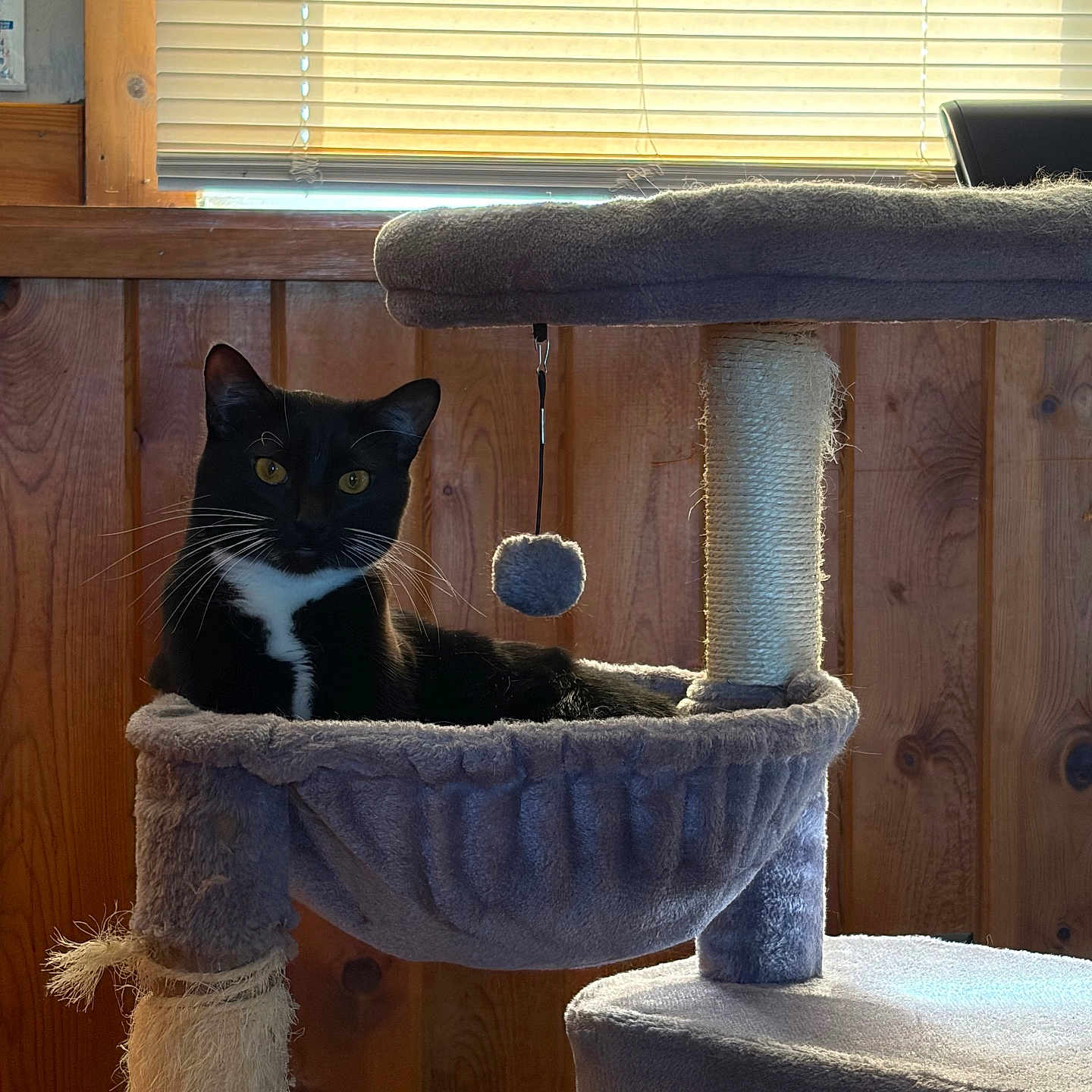 Galleta is registered to the contest to win money with this photo: cat, tuxedo_cat, cat_tree, hammock, indoor, window, blinds, wood_paneling, sunlight, pet, animal, whiskers, relaxing, feline, cozy, gray, black, white, home, quiet