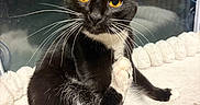 Galleta is registered to the contest to win money with this photo: cat, tuxedo_cat, black_and_white, pet, feline, whiskers, yellow_eyes, paw, blanket, indoor, reflection, curious, relaxed, soft, fur, animal, cute, sitting, domestic_cat, cozy