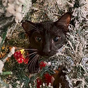 Galleta joined the competition — help win amazing prizes! cat, black_cat, christmas_tree, artificial_tree, snowy_branches, holiday_lights, festive, curious, wide_eyes, whiskers, indoor, decor, greenery, winter_theme, closeup, pet, animal, feline, holiday, nature