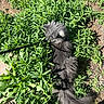 Luna joined the competition — help win amazing prizes! cat, gray_cat, fluffy, long_hair, pet, animal, outdoor, plants, greenery, nature, sunlight, shadow, garden, foliage, fur, tail, leaf, daylight, mammal, domestic_animal