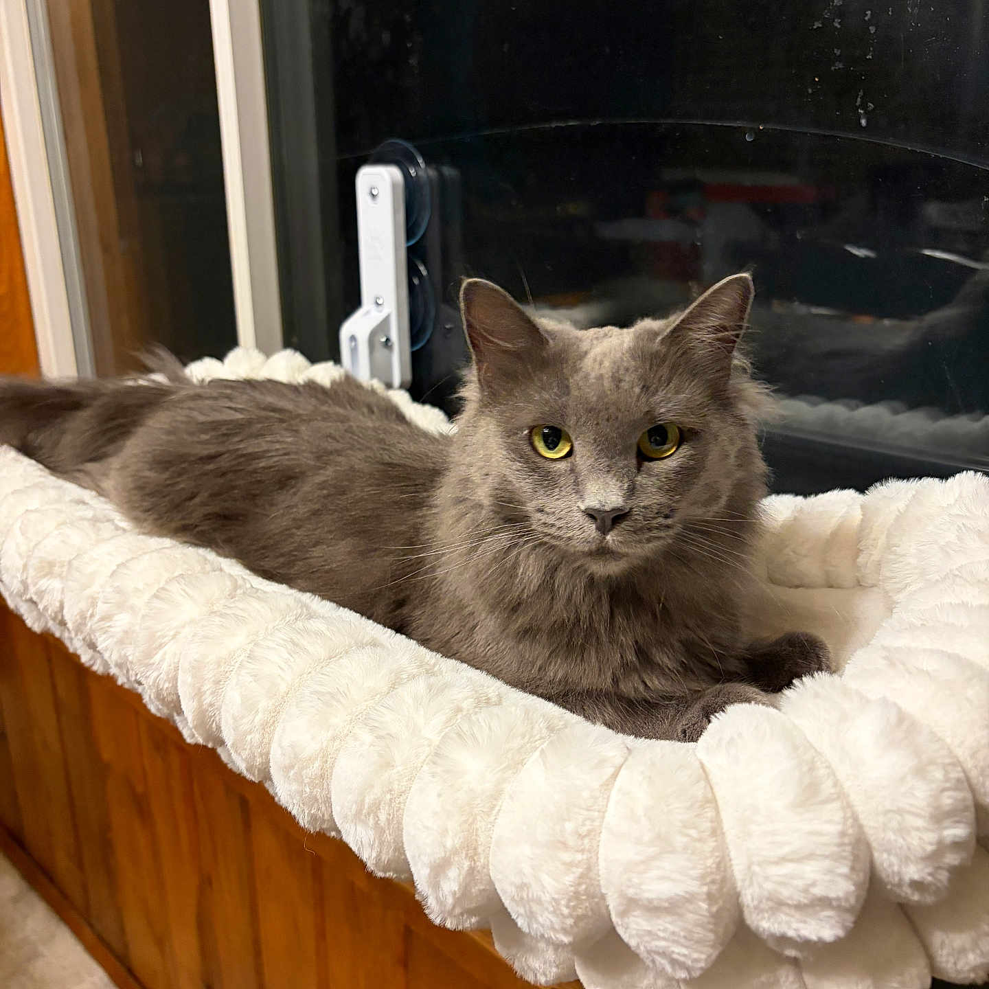 Luna joined the competition — help win amazing prizes! cat, gray_cat, pet_bed, window, indoor, plush, feline, yellow_eyes, resting, cozy, wood_paneling, reflection, fur, animal, domestic_cat, curious, relaxed, soft_texture, home_interior, night