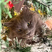 Luna is registered to the contest to win money with this photo: cat, gray_cat, animal, pet, feline, christmas_tree, pine_branches, snow, holiday, winter, closeup, fur, eyes, nature, outdoor, greenery, decorations, festive, curious, cute