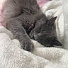 Luna is registered to the contest to win money with this photo: cat, sleeping, gray_cat, fluffy, blanket, soft_texture, cozy, indoors, pet, resting, fur, animal, cute, peaceful, domestic_cat, closeup, relaxation, bed, comfort, nap
