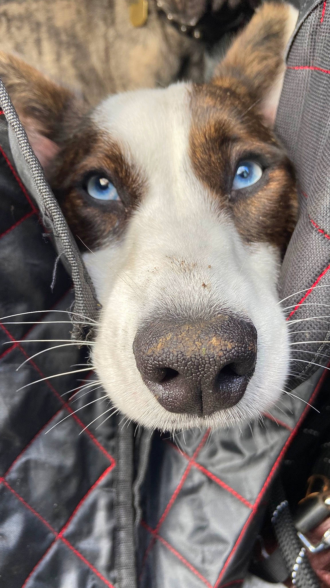 Lily a rejoint le concours — aidez-le/la à gagner de superbes lots ! ancient_dog_breeds, building, canidae, carnivore, collar, companion_dog, dog, dog_breed, dog_collar, fur, leash, metal, non_sporting_group, snout, sporting_group, square, whiskers, working_animal, working_dog