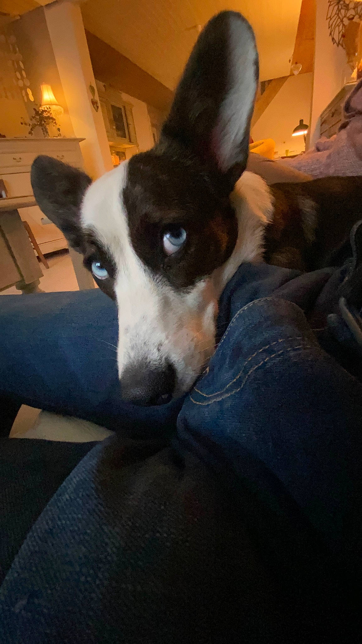 Lily a rejoint le concours — aidez-le/la à gagner de superbes lots ! canidae, carnivore, comfort, companion_dog, dog, dog_breed, ear, fur, herding_dog, lamp, non_sporting_group, picture_frame, sitting, snout, sporting_group, terrestrial_animal, whiskers, working_animal, working_dog