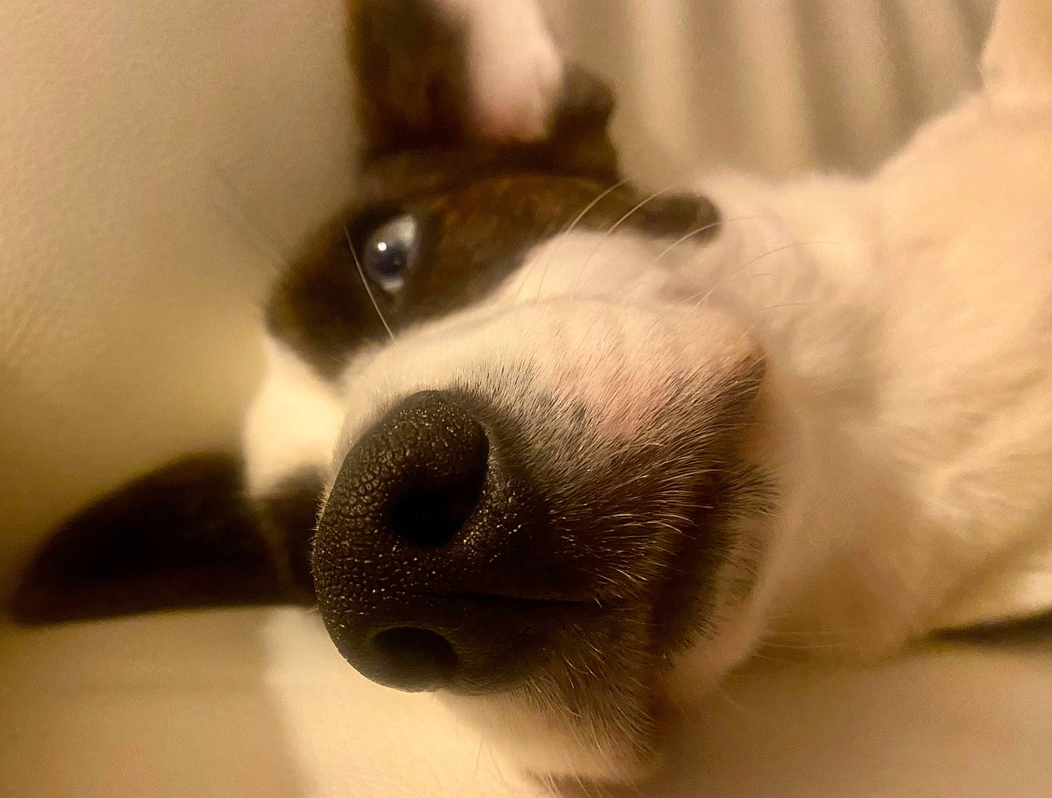 Lily participe au concours pour gagner de l'argent avec cette photo : canidae, carnivore, close_up, comfort, companion_dog, dog, dog_breed, ear, fawn, fur, non_sporting_group, nose, paw, snout, sporting_group, terrestrial_animal, whiskers, working_animal