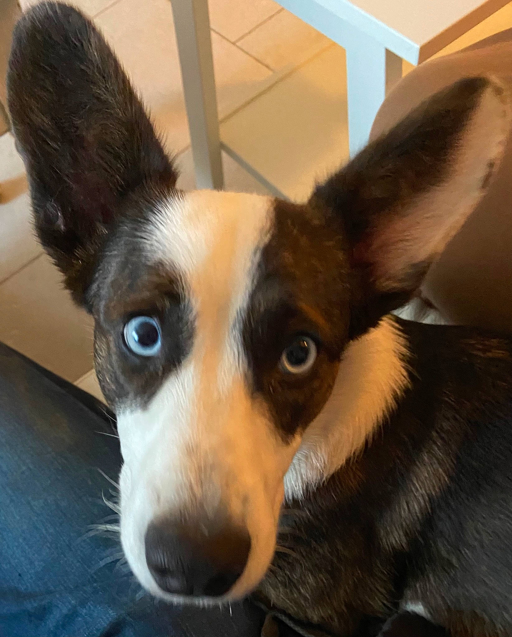 Lily a rejoint le concours — aidez-le/la à gagner de superbes lots ! ancient_dog_breeds, canidae, carnivore, companion_dog, corgi_chihuahua, dog, dog_breed, dog_supply, ear, fawn, fur, head, snout, sporting_group, terrestrial_animal, toy_dog, whiskers, window, working_animal, working_dog