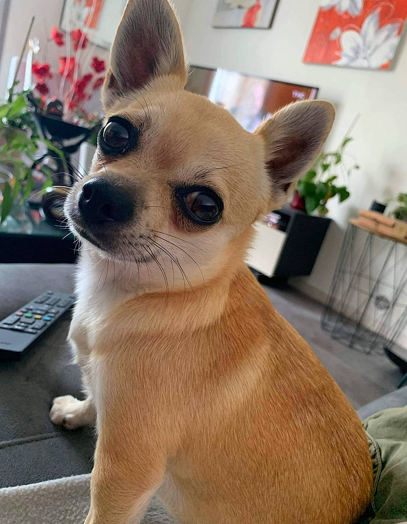 Perle participe au concours pour gagner de l'argent avec cette photo : canidae, carnivore, chihuahua, companion_dog, dog, dog_breed, dog_supply, ear, fawn, flowerpot, fur, houseplant, human_body, plant, snout, sporting_group, terrestrial_animal, toy_dog, whiskers, working_animal