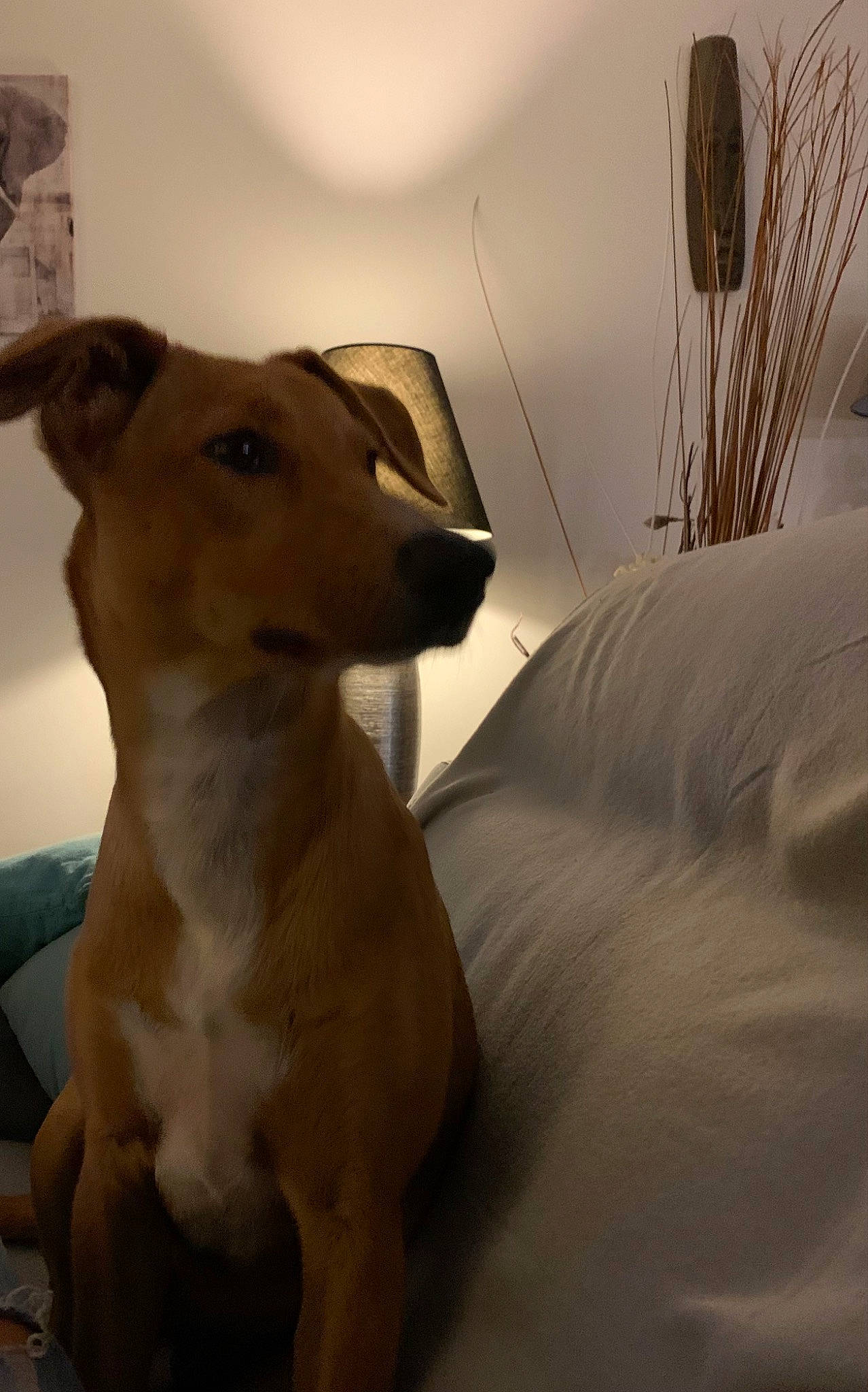 Twinky a rejoint le concours — aidez-le/la à gagner de superbes lots ! canidae, carnivore, collar, comfort, companion_dog, dog, dog_breed, fawn, fur, linens, non_sporting_group, paw, snout, sporting_group, street_dog, tail, terrestrial_animal, toy_dog, whiskers, working_animal