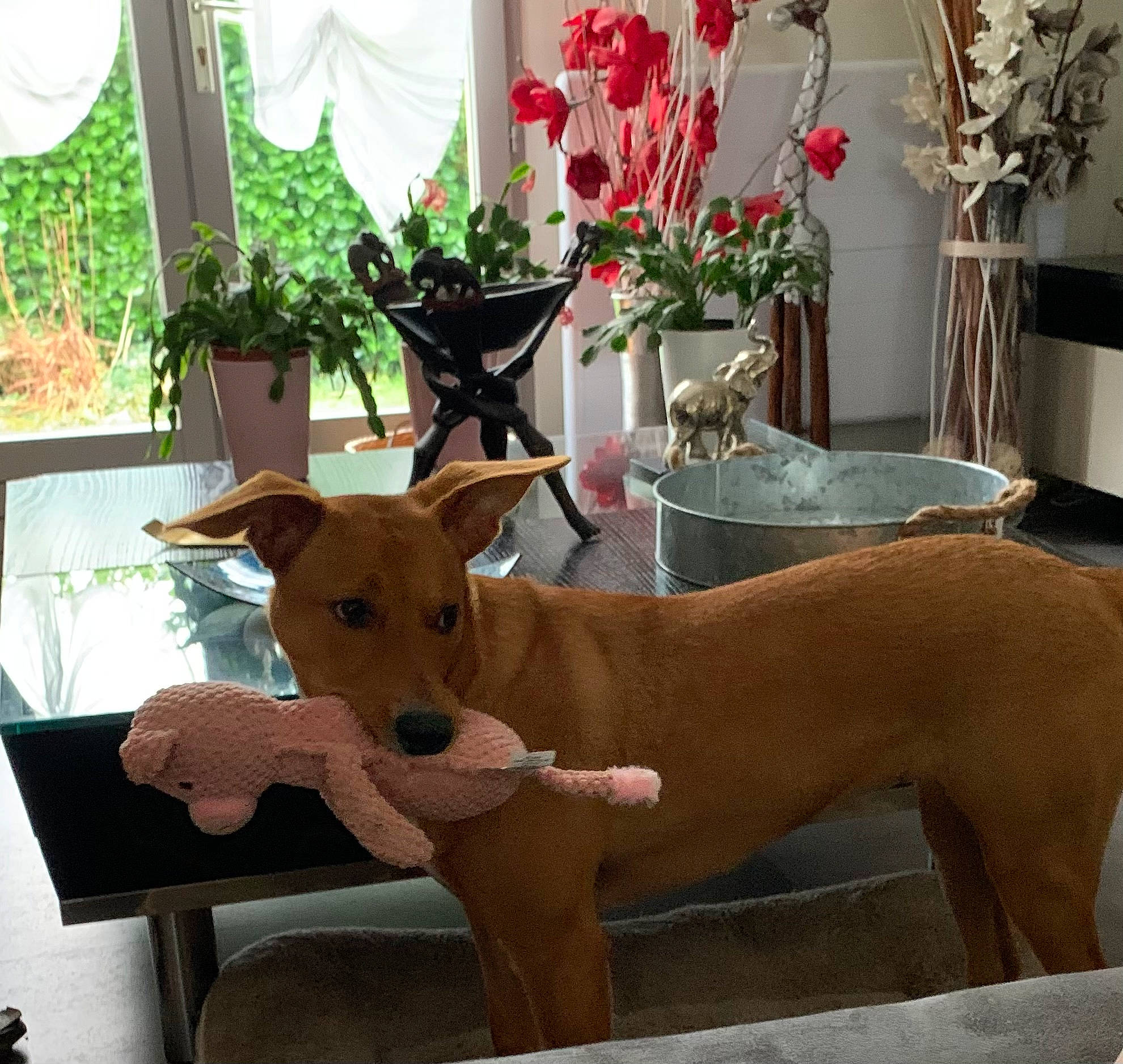 Twinky a rejoint le concours — aidez-le/la à gagner de superbes lots ! carnivore, comfort, companion_dog, dog, dog_breed, fawn, flooring, flower, flowerpot, houseplant, outdoor_furniture, plant, room, snout, table, tail, vase, window, wood, working_animal