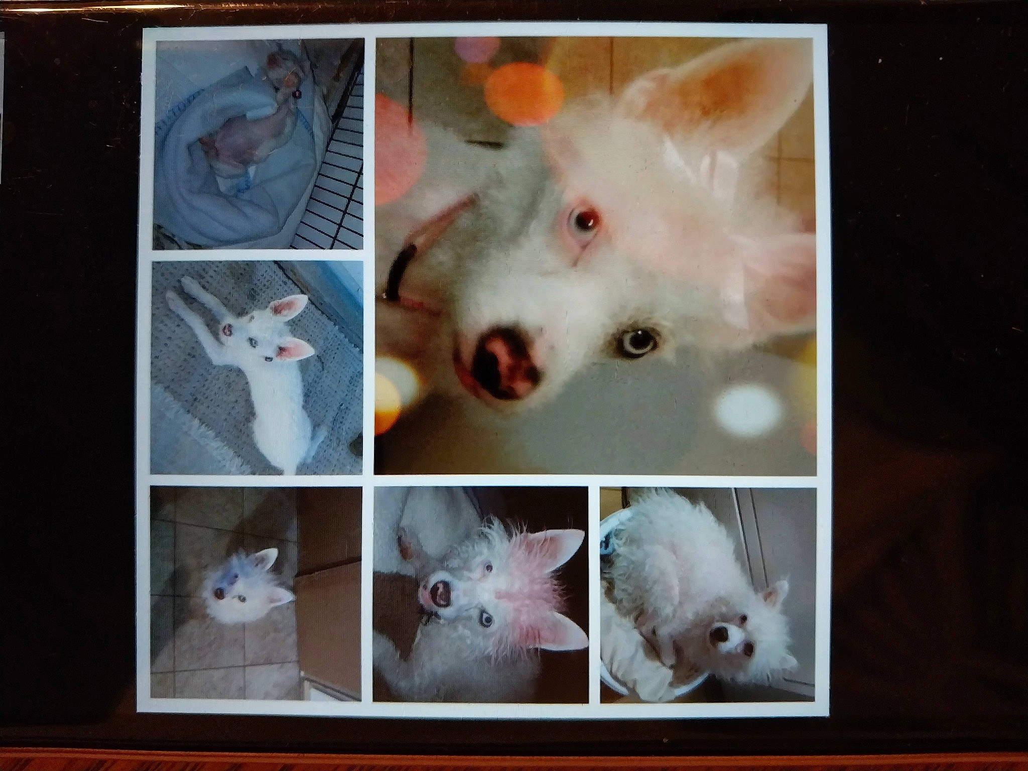 Lacy is registered to the contest to win money with this photo: art, canidae, carnivore, collage, companion_dog, dog, dog_breed, fawn, fur, indian_spitz, japanese_spitz, paw, photo_caption, room, samoyed, small_to_medium_sized_cats, tail, whiskers, white, working_animal