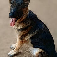 Harper joined the competition — help win amazing prizes! dog, german_shepherd, sitting, tongue_out, ears_up, pet, animal, canine, outdoor, sand, fur, black_and_tan, alert, cute, friendly, mammal, companion, portrait, smiling, young_dog