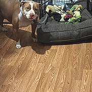 Canlea Star Jimenez is registered to the contest to win money with this photo: dog, brown, white, wooden_floor, dog_bed, blankets, toys, fenced_area, indoor, pet, curious, alert, flooring, home, animal, canine, resting_area, colorful, cozy, companion