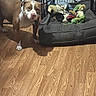 dog, brown, white, wooden_floor, dog_bed, blankets, toys, fenced_area, indoor, pet, curious, alert, flooring, home, animal, canine, resting_area, colorful, cozy, companion
