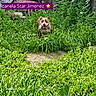 dog, grass, greenery, garden, plants, outdoor, happy, smiling, running, nature, fence, wood, chair, leaf, summer, pet, canine, tongue_out, daylight, playful