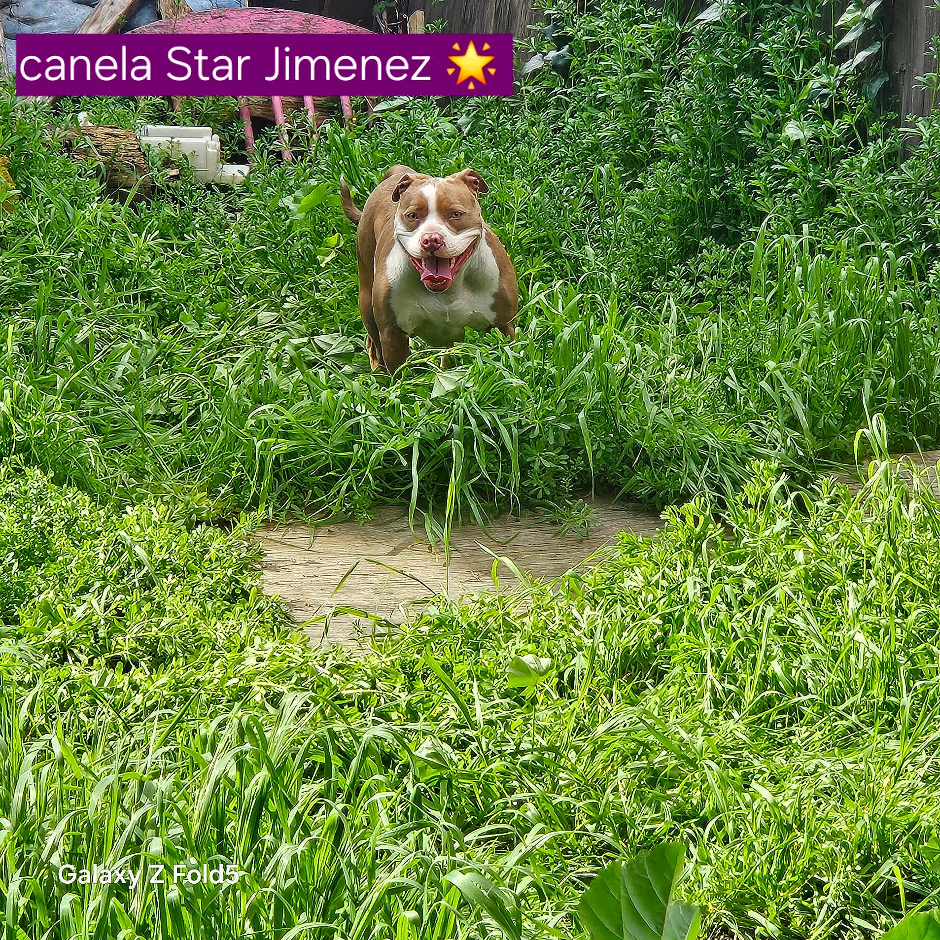 Canlea Star Jimenez