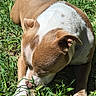 dog, brown, white, grass, outdoor, pet, animal, sunlight, sniffing, closeup, paw, ears, nature, canine, daylight, playing, relaxed, muzzle, fur, tongue