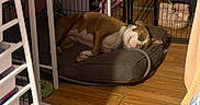 Canlea Star Jimenez joined the competition — help win amazing prizes! dog, sleeping, dog_bed, indoor, wood_floor, fence, brown, white, pet, collar, resting, quiet, cage, home, relaxing, flooring, leash, furniture, household_items, cozy