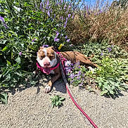 Canela is registered to the contest to win money with this photo: dog, outdoor, sunny, plants, flowers, purple_flowers, greenery, path, harness, leash, tongue_out, happy, resting, plush_toy, nature, summer, pet, canine, grass, blue_sky