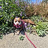 dog, outdoor, sunny, plants, flowers, purple_flowers, greenery, path, harness, leash, tongue_out, happy, resting, plush_toy, nature, summer, pet, canine, grass, blue_sky