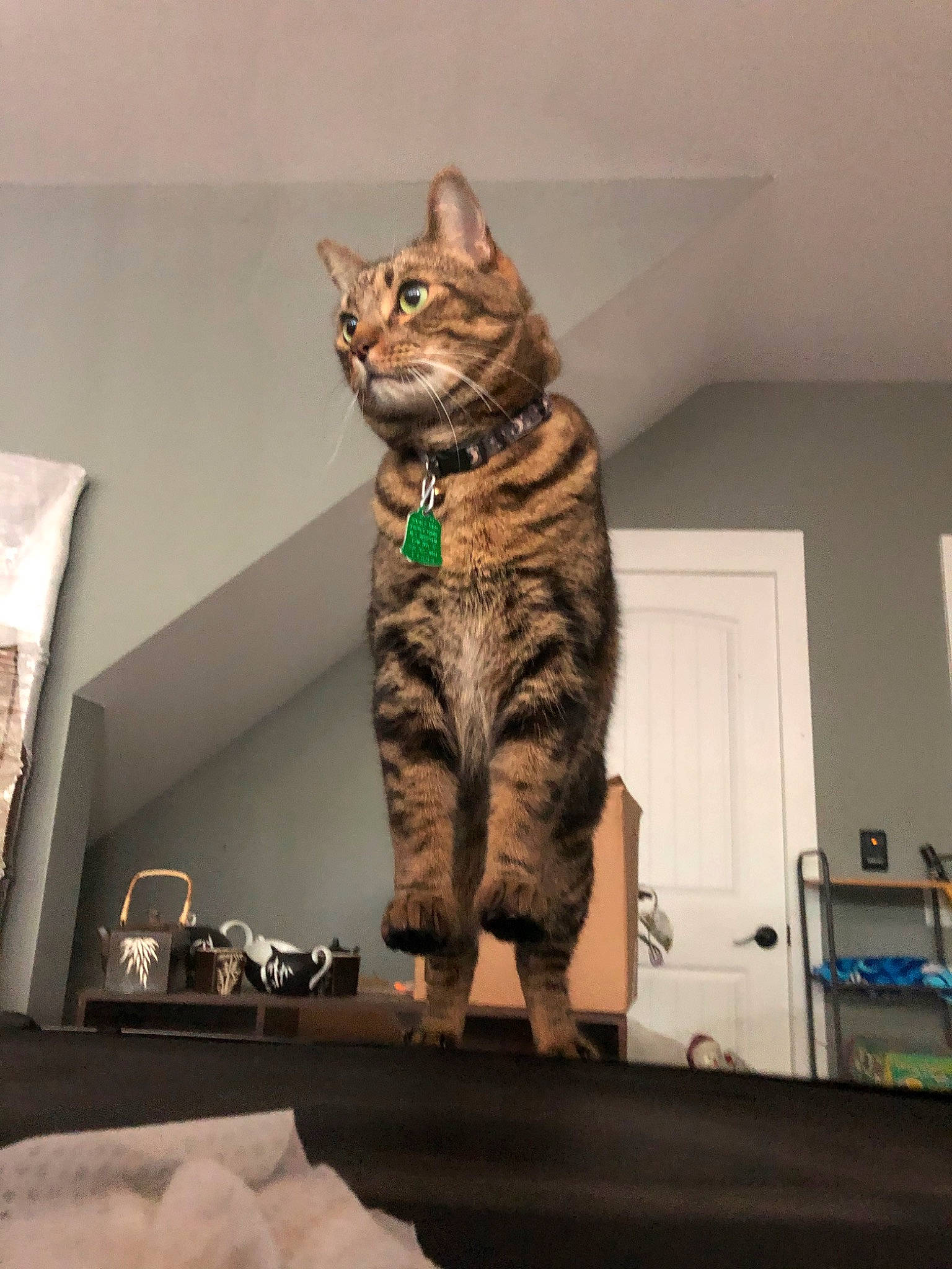 Lynx joined the competition — help win amazing prizes! american_shorthair, asian, bengal, california_spangled, carnivore, cat, domestic_short_haired_cat, dragon_li, egyptian_mau, european_shorthair, felidae, kitten, mammal, ocicat, pixie_bob, small_to_medium_sized_cats, sokoke, tabby_cat, toyger, whiskers
