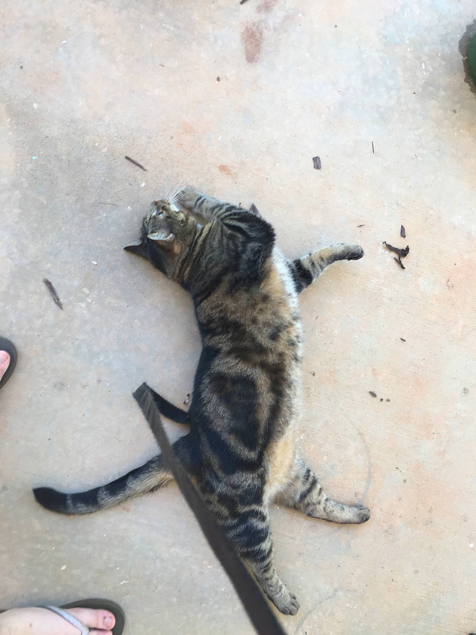 Lynx is registered to the contest to win money with this photo: carnivore, cat, claw, domestic_short_haired_cat, dragon_li, egyptian_mau, european_shorthair, felidae, kitten, organism, paw, polydactyl_cat, sand, small_to_medium_sized_cats, tabby_cat, tail, whiskers, wild_cat