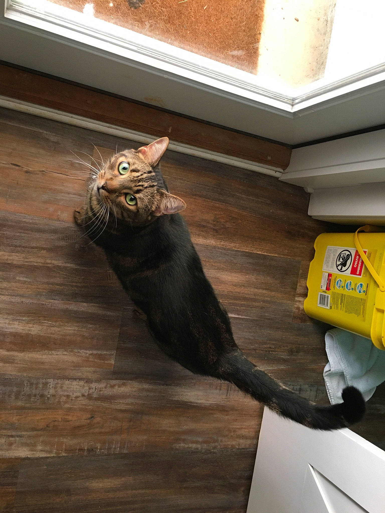 Lynx joined the competition — help win amazing prizes! asian, carnivore, cat, domestic_short_haired_cat, felidae, floor, flooring, hardwood, small_to_medium_sized_cats, tail, whiskers, wood