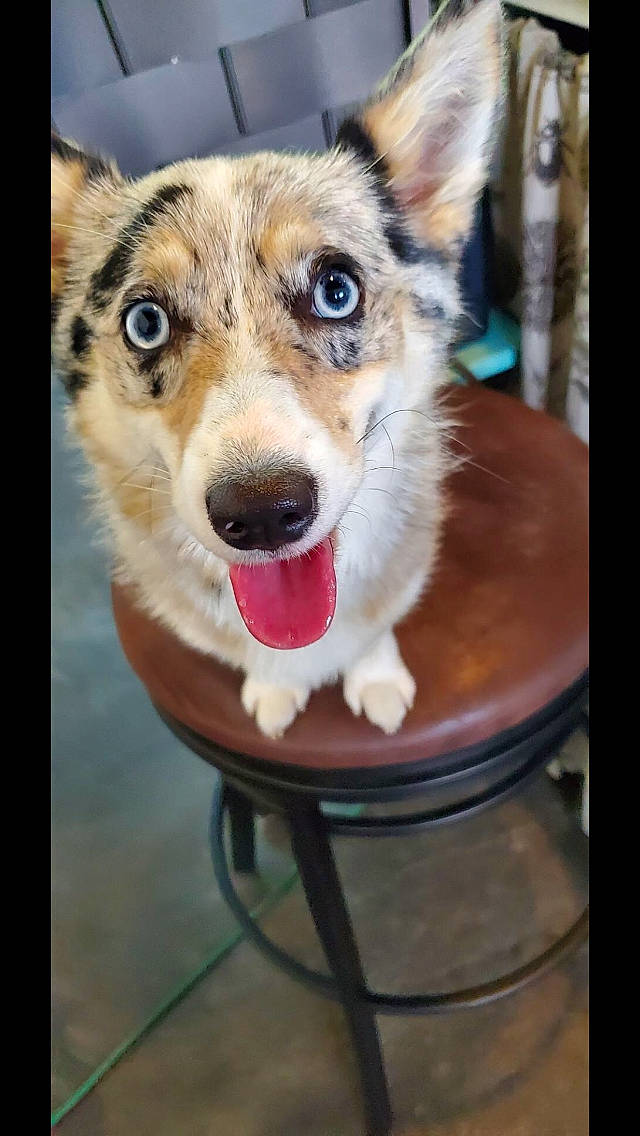 Ein joined the competition — help win amazing prizes! australian_shepherd, canidae, cardigan_welsh_corgi, carnivore, companion_dog, dog, dog_breed, eye, fawn, herding_dog, koolie, mammal, nose, pembroke_welsh_corgi, snout, sporting_group, vertebrate, welsh_corgi, welsh_sheepdog, whiskers