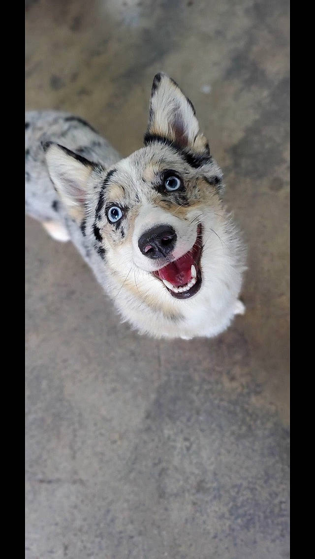 Ein joined the competition — help win amazing prizes! alaskan_malamute, canidae, carnivore, czechoslovakian_wolfdog, dog, dog_breed, eye, mammal, native_american_indian_dog, northern_inuit_dog, nose, organ, rare_breed_dog, saarloos_wolfdog, seppala_siberian_sleddog, siberian_husky, snout, tamaskan_dog, vertebrate, wolfdog