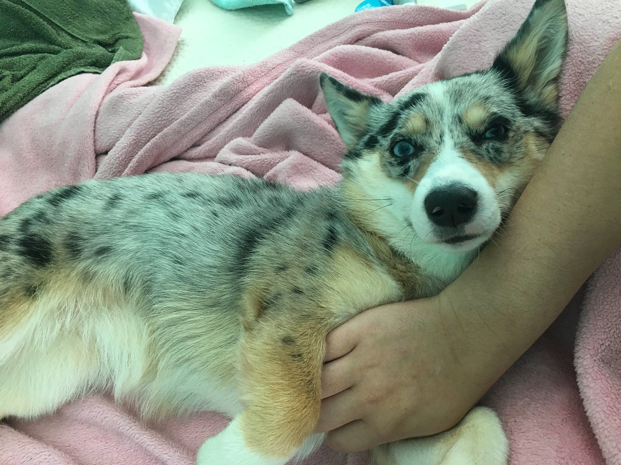 Ein is registered to the contest to win money with this photo: australian_cattle_dog, australian_shepherd, australian_stumpy_tail_cattle_dog, canidae, cardigan_welsh_corgi, carnivore, dog, dog_breed, herding_dog, koolie, mammal, pembroke_welsh_corgi, puppy, snout, swedish_vallhund, texas_heeler, vertebrate, welsh_corgi, whiskers, working_dog