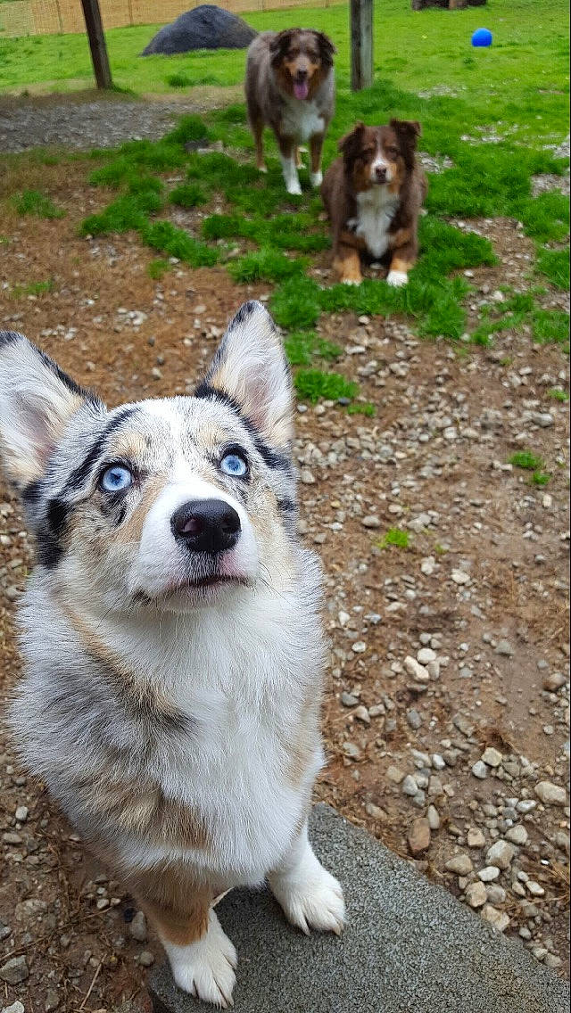 Ein joined the competition — help win amazing prizes! australian_collie, australian_shepherd, canidae, carnivore, dog, dog_breed, herding_dog, koolie, mammal, miniature_australian_shepherd, native_american_indian_dog, northern_inuit_dog, rare_breed_dog, siberian_husky, swedish_vallhund, texas_heeler, vertebrate, welsh_sheepdog, working_dog