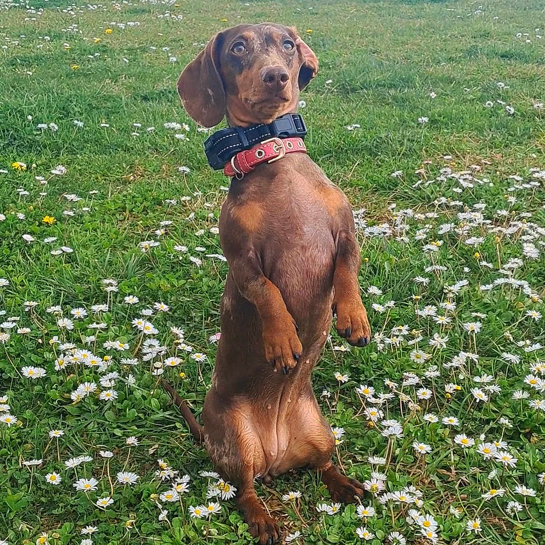 Mia participe au concours pour gagner de l'argent avec cette photo : animal, architecture, building, canine, daisy, dog, face, flower, grass, head, herbal, herbs, hound, outdoors, person, pet, photography, plant, puppy, shelter
