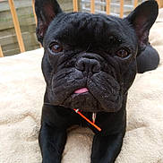 Uky a rejoint le concours — aidez-le/la à gagner de superbes lots ! animal, black_dog, canine, close_up, companion, cute, dog, domestic_animal, ears_up, face, french_bulldog, fur, indoor, looking_at_camera, paw, pet, resting, tongue_out, towel, wooden_fence