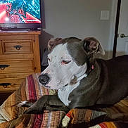 Journie is registered to the contest to win money with this photo: dog, pet, quilt, bed, striped, brown, white, wooden_furniture, dresser, television, indoor, calm, resting, collar, home, living_room, animal, mammal, ears, fur