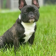 Rex is registered to the contest to win money with this photo: animal, black_and_white, canine, cute, dog, ears, expression, french_bulldog, fur, grass, mammal, nature, outdoor, paw, pet, portrait, sitting, snout, whiskers, young