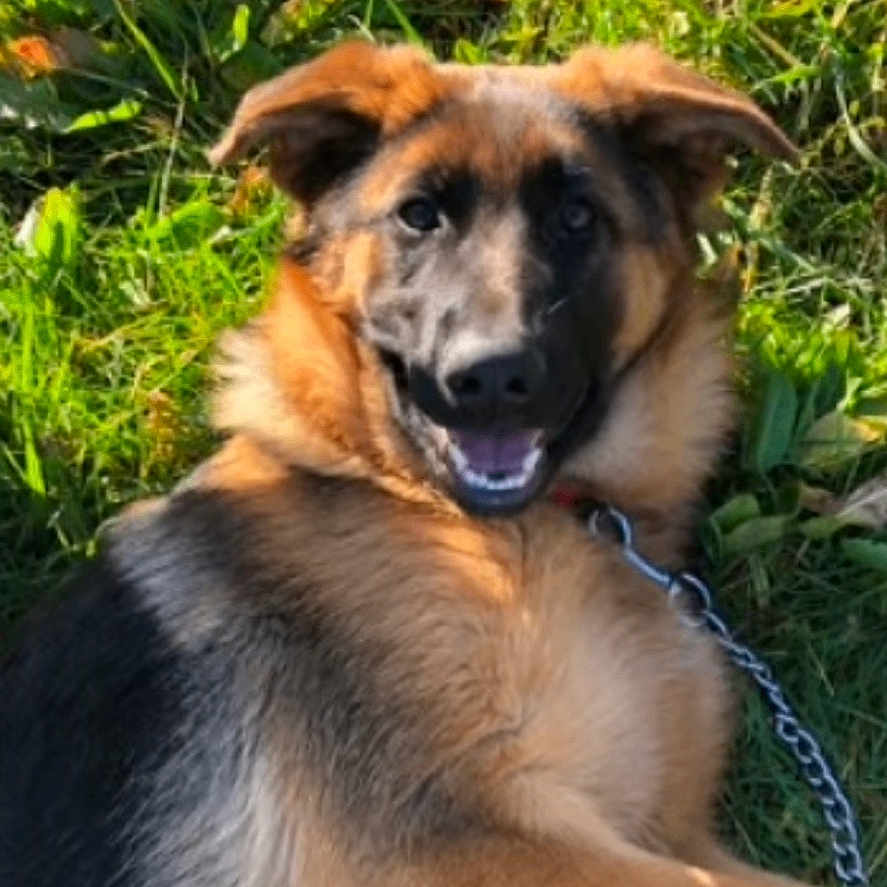 Pepsy a rejoint le concours — aidez-le/la à gagner de superbes lots ! animal, ball, canine, dog, germanshepherd, goldenretriever, grass, hound, pet, plant, policedog, puppy, snout, sport, tennis, tennisball