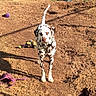Shadow joined the competition — help win amazing prizes! animal, backyard, black_and_white, canine, dalmatian, dirt, dog, dog_toys, facing_camera, grass, leash, outdoor, pet, playtime, purple_leash, shadow, spotted_coat, standing, sunlight, tail_up