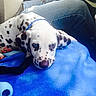 Shadow joined the competition — help win amazing prizes! animal, blanket, blue_collar, car, dalmatian, dog, eyes, face, hand, human, indoor, jeans, lying_down, nose, passenger_seat, pet, portrait, puppy, sleepy, spotted