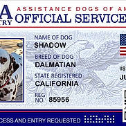 Shadow is registered to the contest to win money with this photo: american_flag, animal, black_and_white, california, canine, card, dalmatian, document, dog, identification_card, official, patriotic, pet, portrait, printed_text, profile_photo, qr_code, registry, service_dog, spotted