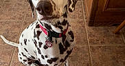 Shadow is registered to the contest to win money with this photo:  바라보기, collar, companion_animal, dalmatian, dog, door, eyes, face, home, indoors, kitchen, nose, pet, portrait, red_collar, sitting, spotted_coat, tag, tile_floor, wooden_cabinet