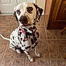  바라보기, collar, companion_animal, dalmatian, dog, door, eyes, face, home, indoors, kitchen, nose, pet, portrait, red_collar, sitting, spotted_coat, tag, tile_floor, wooden_cabinet