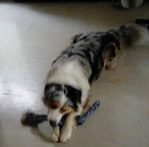 Saturne participe au concours pour gagner de l'argent avec cette photo : canidae, carnivore, claw, companion_dog, dog, dog_breed, flooring, fur, non_sporting_group, paw, puppy, snout, sporting_group, tail, terrestrial_animal, toy_dog, whiskers, working_animal