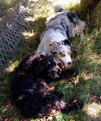 Saturne participe au concours pour gagner de l'argent avec cette photo : canidae, carnivore, companion_dog, dog, dog_breed, fur, grass, herding_dog, plant, snout, soil, sporting_group, terrestrial_animal, terrier, working_dog